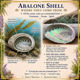 Abalone Shell