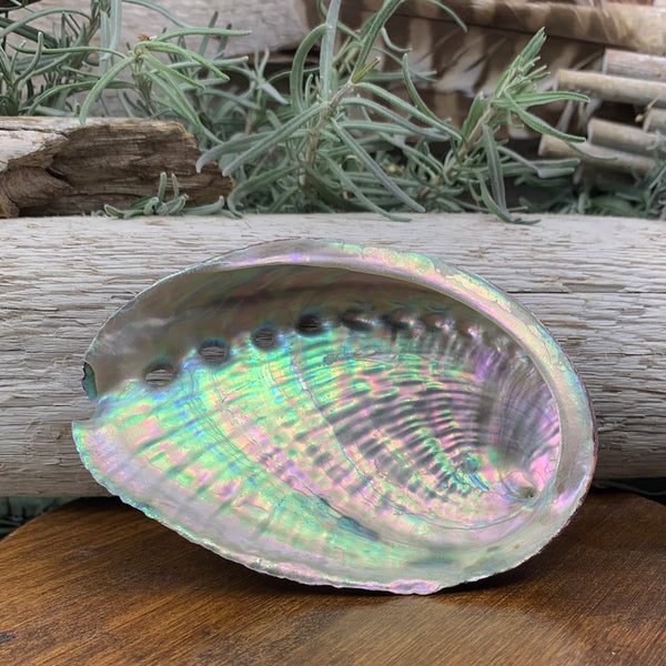 Conchiglia di abalone