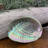 Abalone schelp
