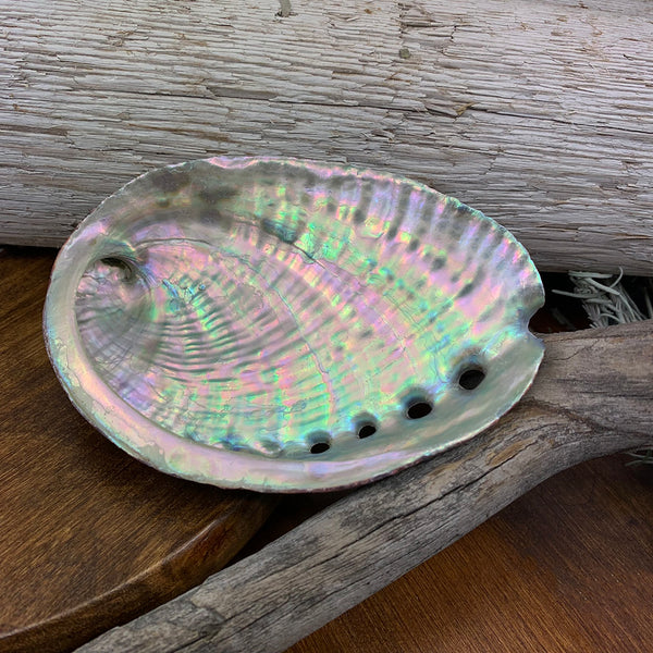 Abalone-Muschel