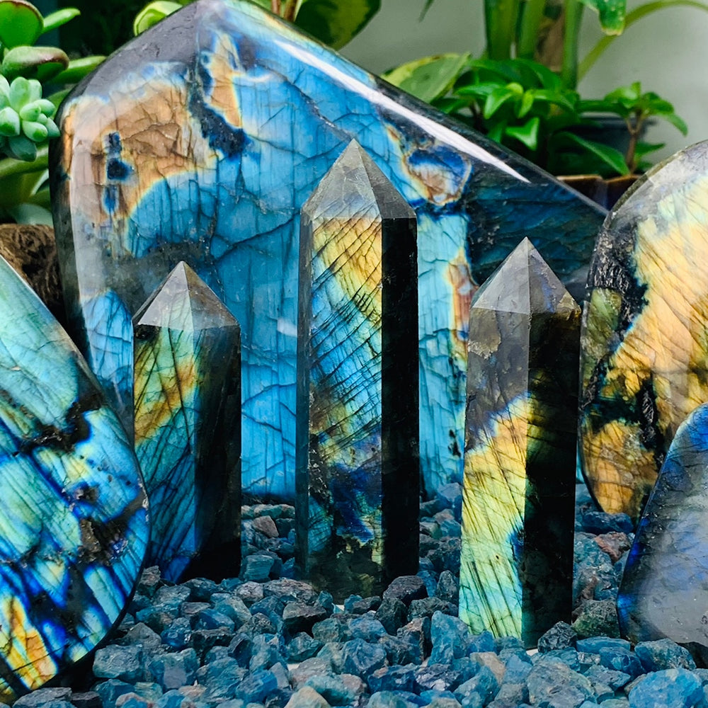 Polished labradorite points standing on blue gravel, flashing blue, teal and gold, in front of larger labradorite freeforms